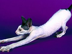 Sidney, Cornish Rex